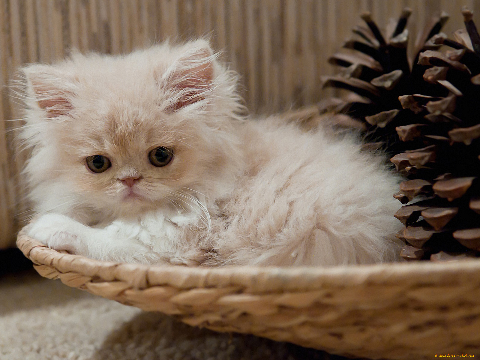 , , kitten